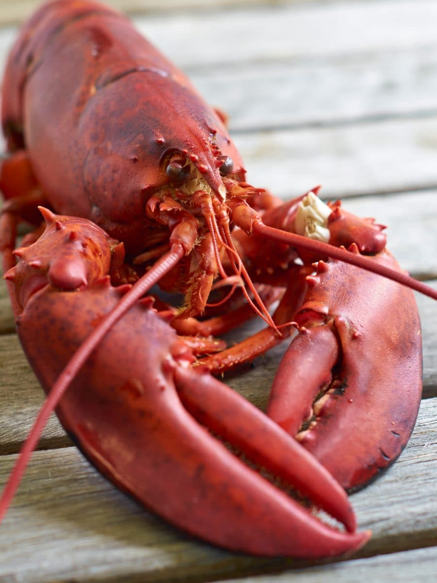 Lobster